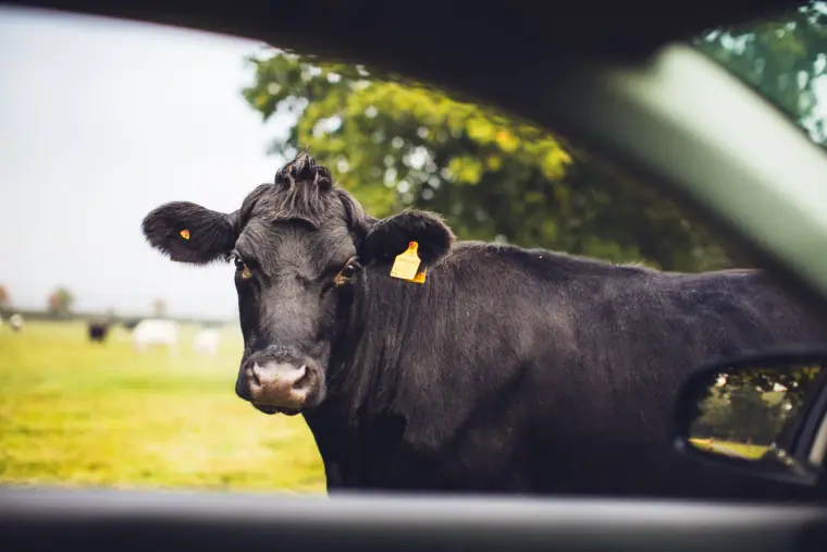 Black cow with an ear tag peering towards the car window in a field