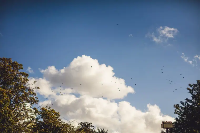 Birds flying across a bright blue sky with white clouds above the trees