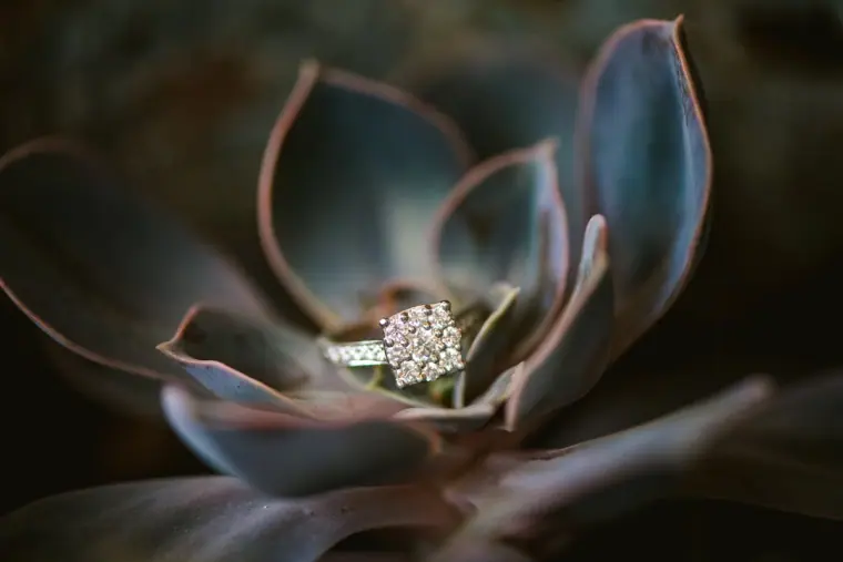 Engagement ring resting in the centre of a succulent rosette