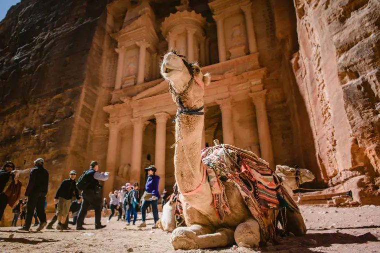 Resting camel in front of a towering carved rock facade with tourists nearby