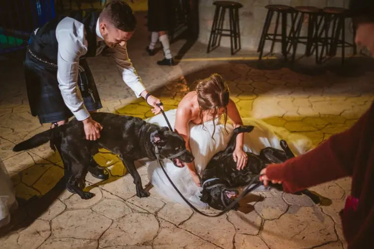 Couple crouching to greet two black Labradors on the evening terrace