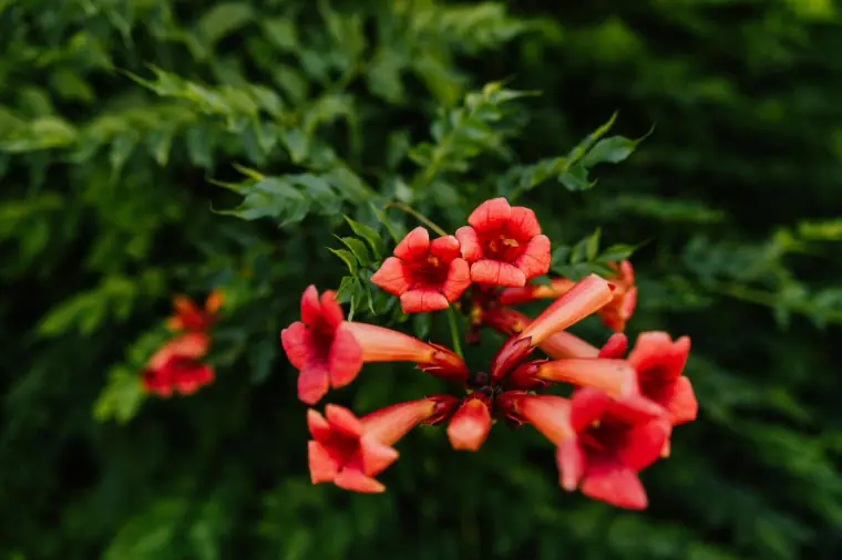Red trumpet-vine flowers against lush green foliage at Vasilias Nikoklis Inn, Paphos