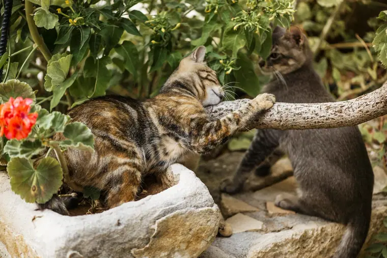 Two cats resting on a stone planter with red geraniums at the inn