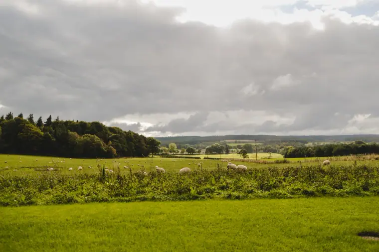 Rolling green Northumberland fields and woodland under a cloudy sky