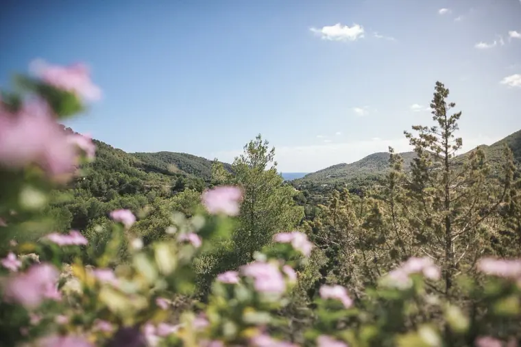 Pink wildflowers in the foreground of a sweeping Ibiza valley