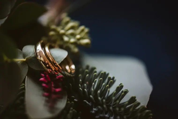 Gold wedding rings resting on a sprig of fir and red berries