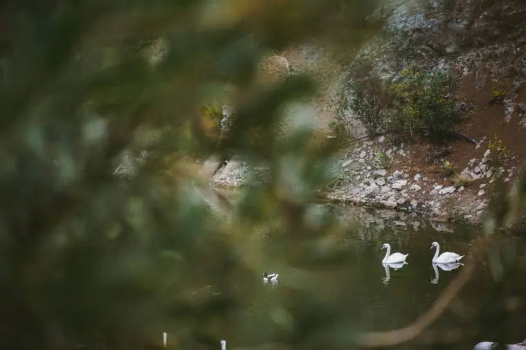 Two swans on a lake glimpsed through foliage at Lexeko Estate, Cyprus