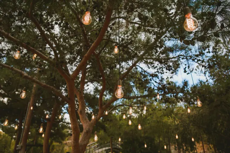 Festoon bulbs hanging among the branches of pine trees