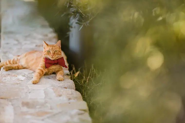 Ginger cat wearing a red bow tie lounging on a stone wall