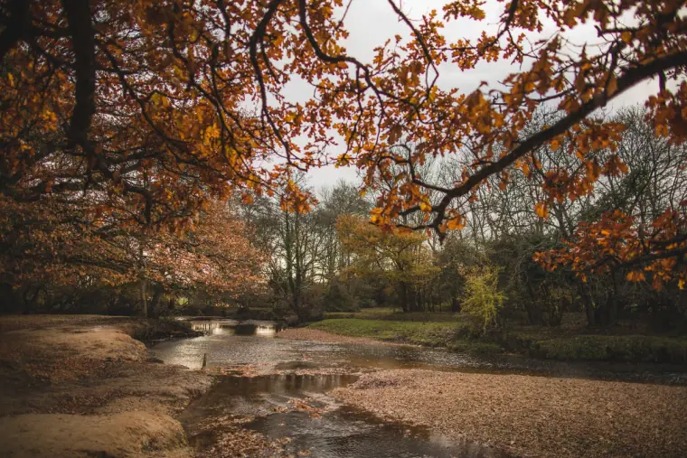 Shallow stream beneath autumn trees in the New Forest