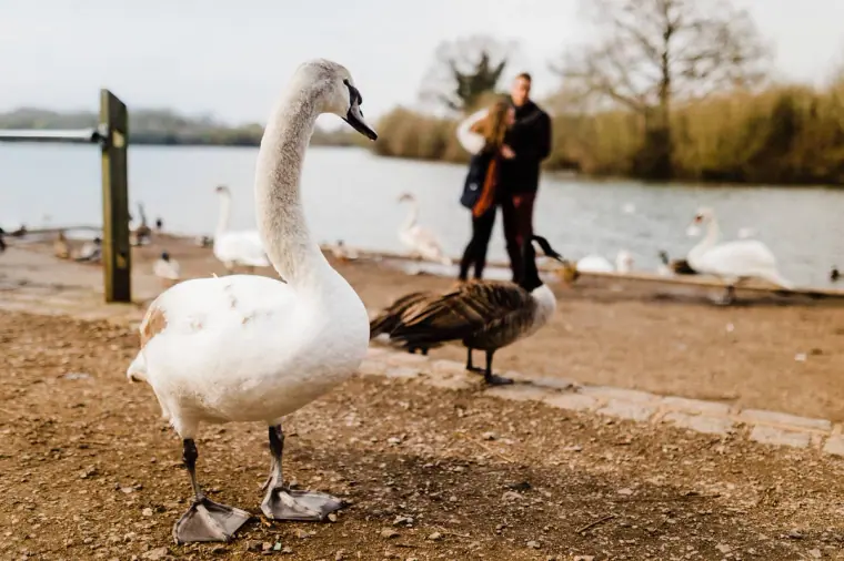 Swan in the foreground as the couple embrace by the lake