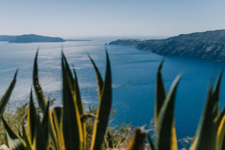 View through agave leaves over the deep blue caldera of Santorini