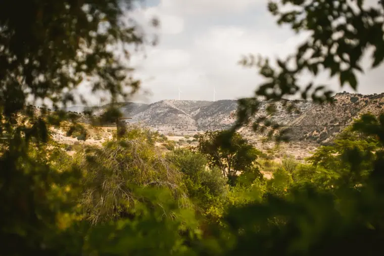 View over trees to the rolling hills around Nikokleia