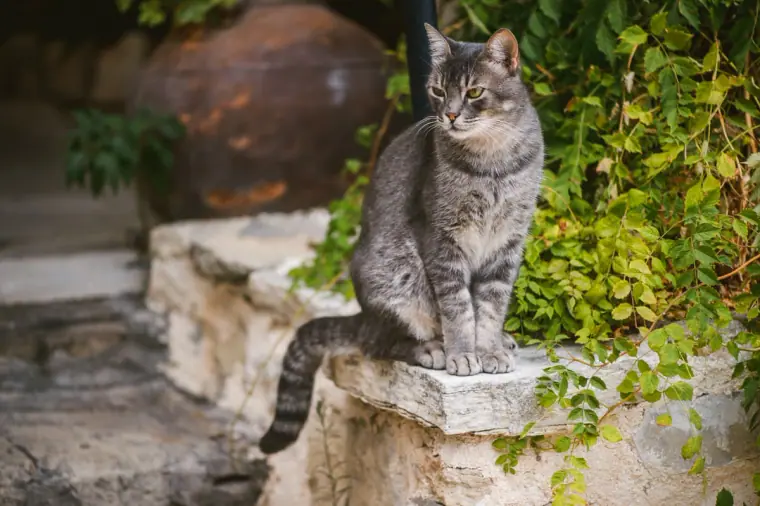 Grey tabby cat sitting on a stone ledge among vines at the inn