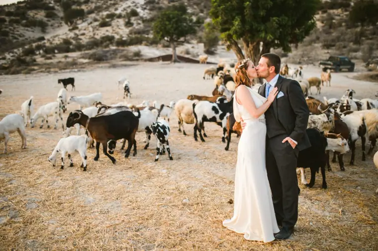 Bride and groom kissing in the middle of a herd of goats in the hills