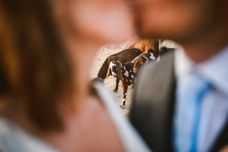 Couple kissing in soft focus as goats wander behind them