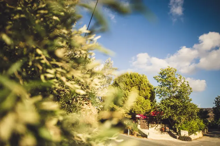 Leafy branches and trees against a bright blue sky at Vasilias Nikoklis Inn