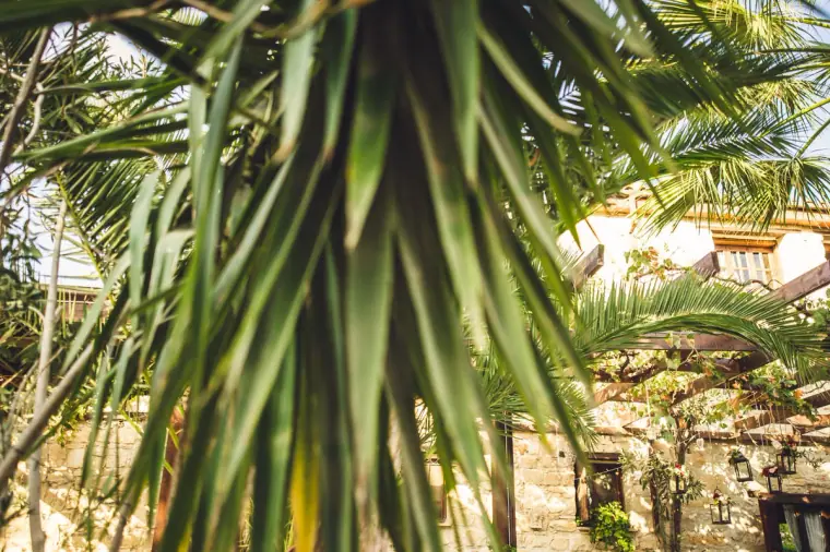 Palm fronds framing a glimpse of the inn's stone buildings