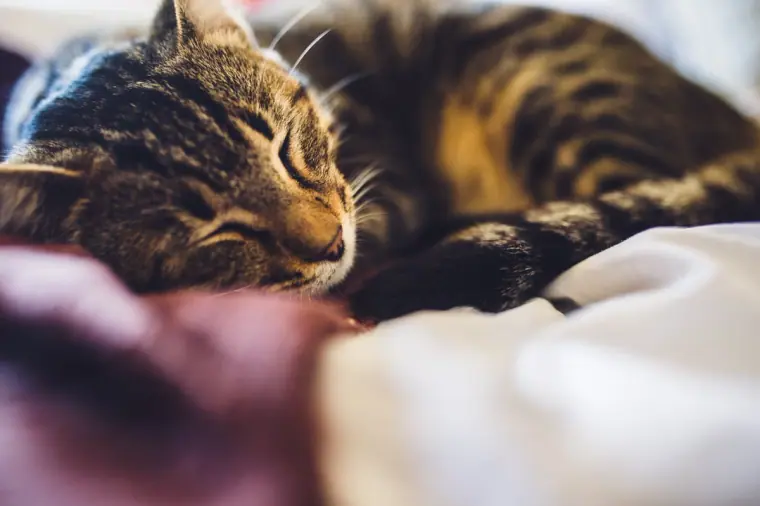 Tabby cat curled up asleep on the bed during bridal preparations