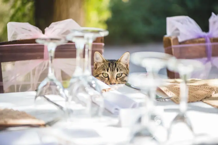 Cat peeking between wine glasses on a reception table