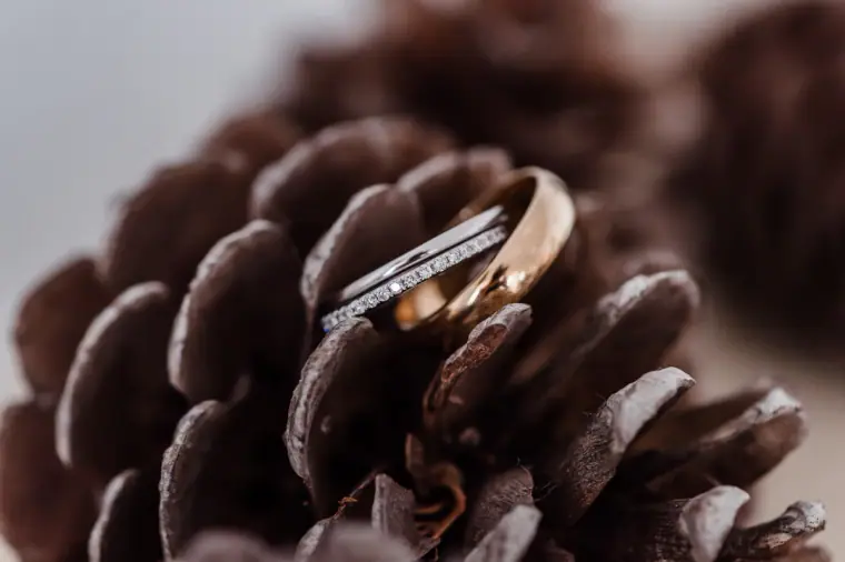 Wedding bands resting on the scales of a pine cone