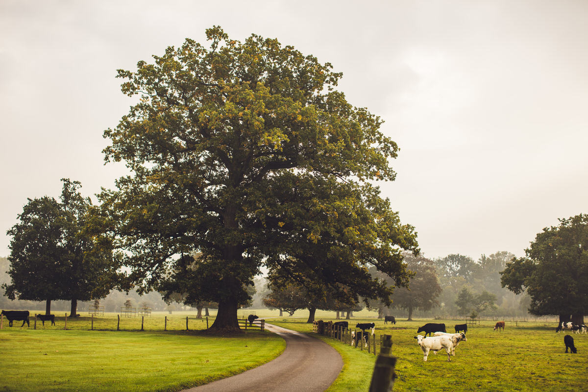 english countryside green trees