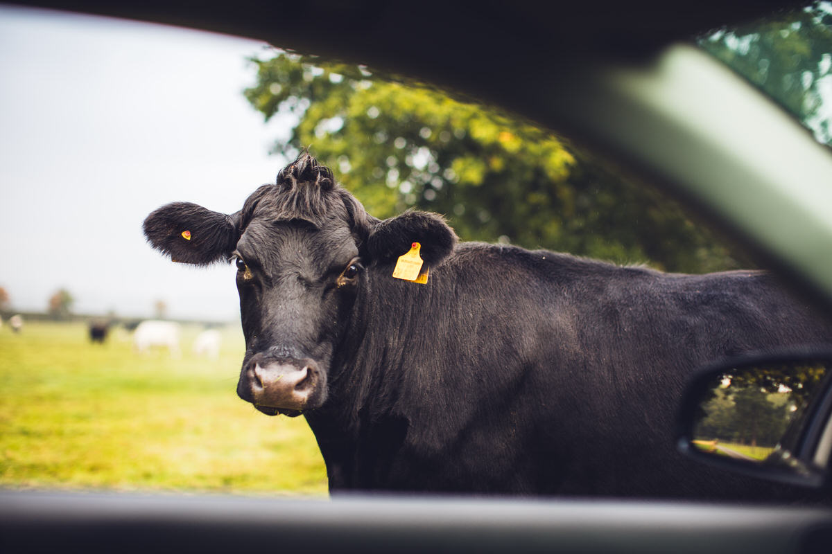 moooo its a cow