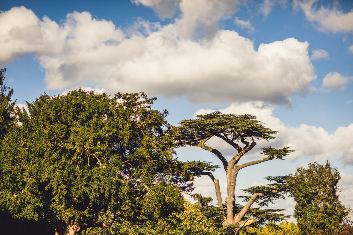 trees and sky