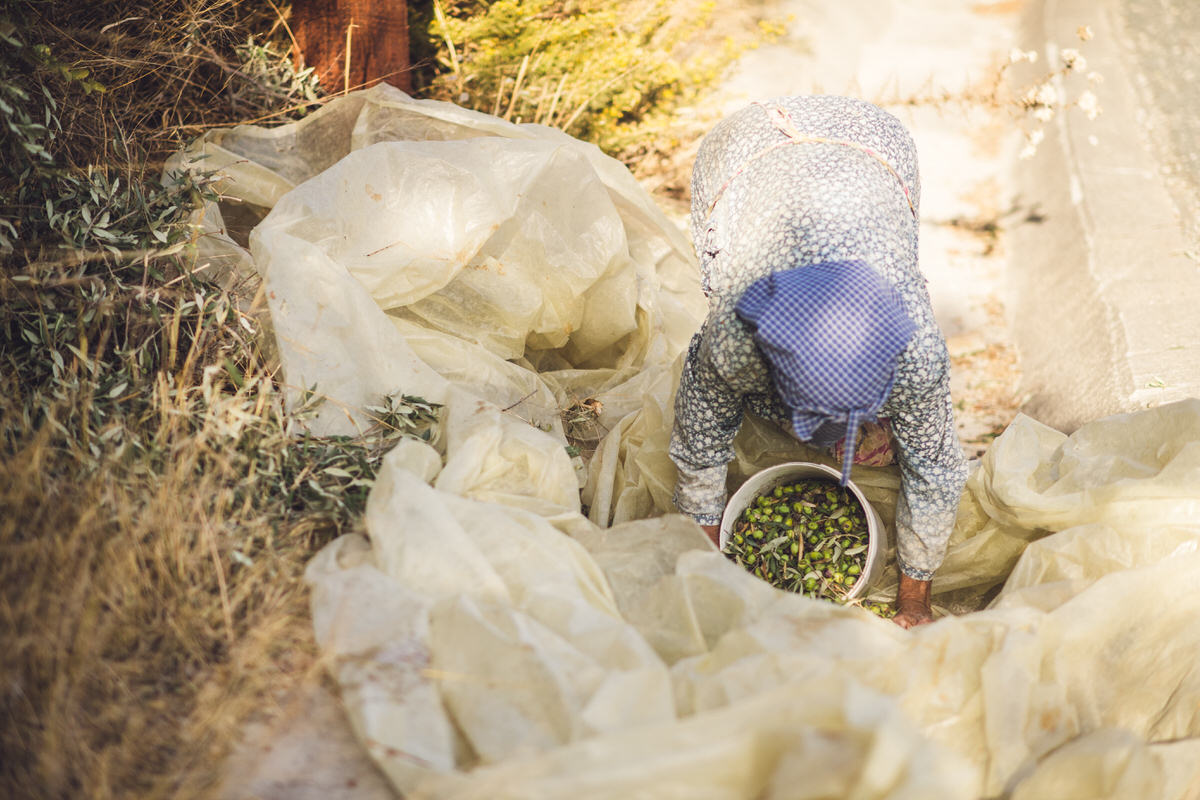 olive picker